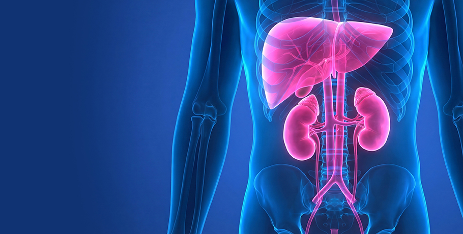 ЗДОРОВЬЕ ПЕЧЕНИ И ПОЧЕК